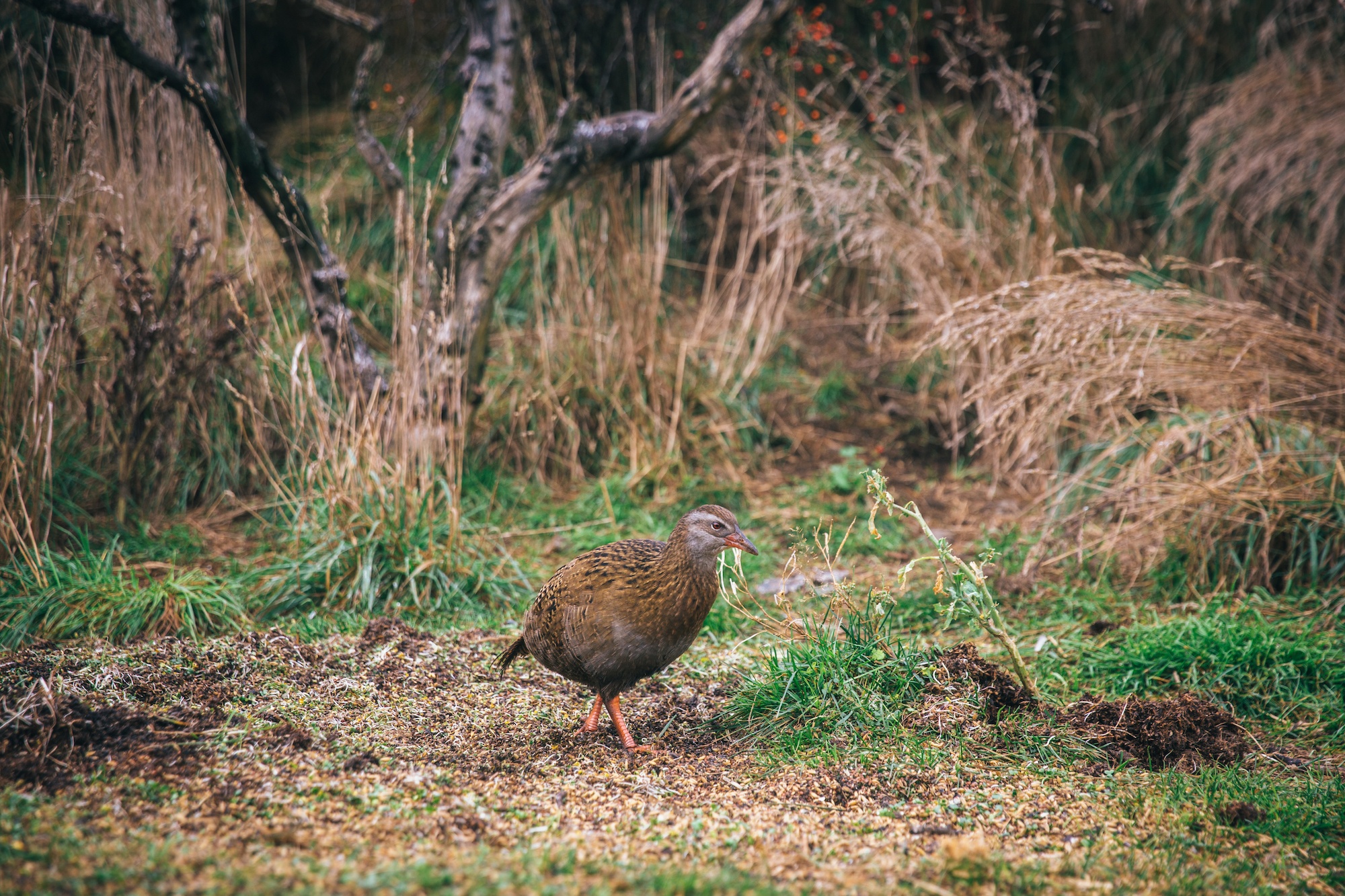 New Zealand weka