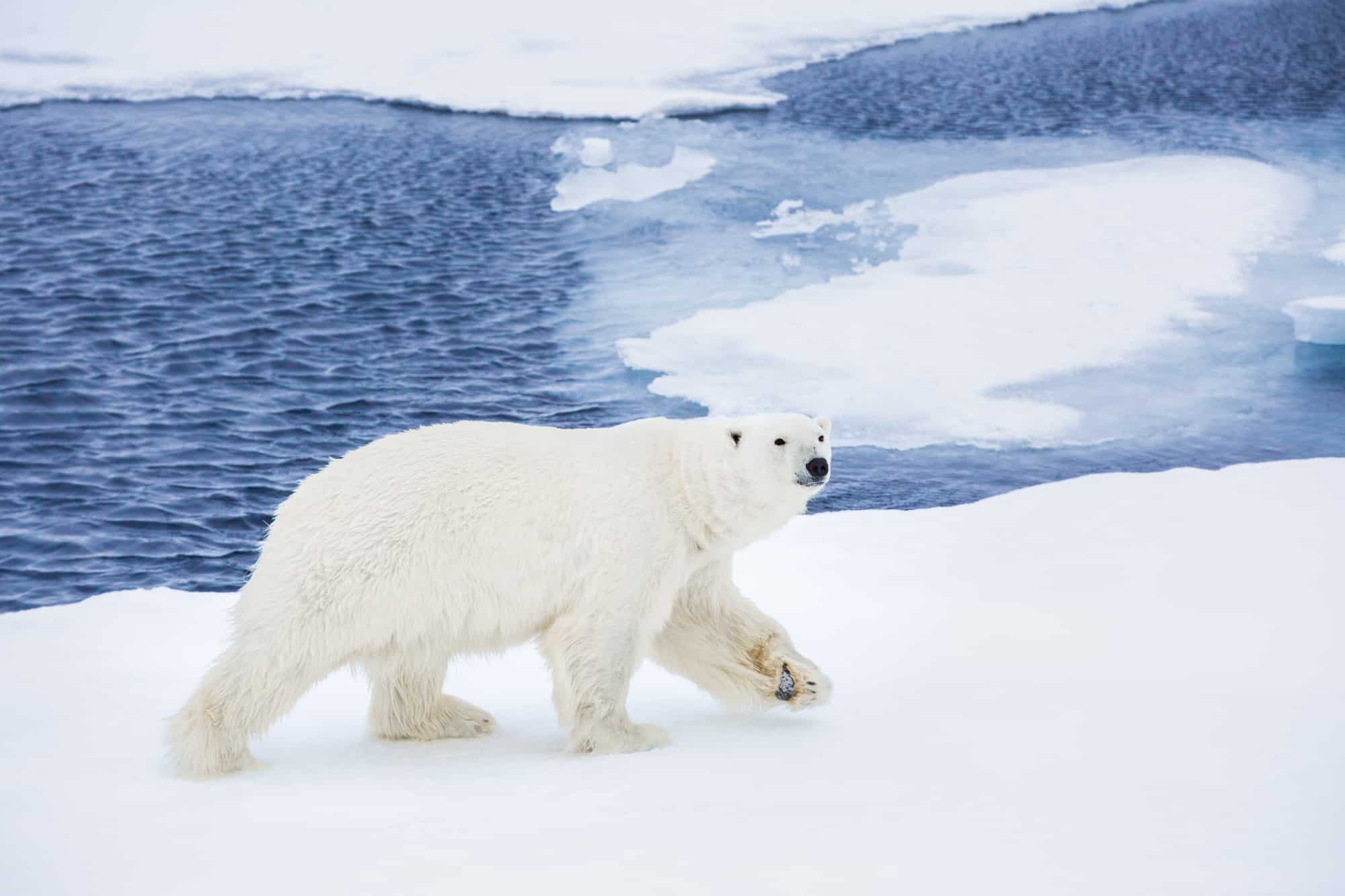 svalbard his dark materials