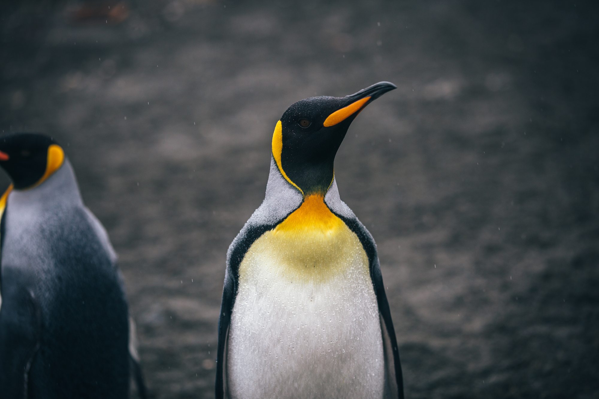 penguins of Antarctica