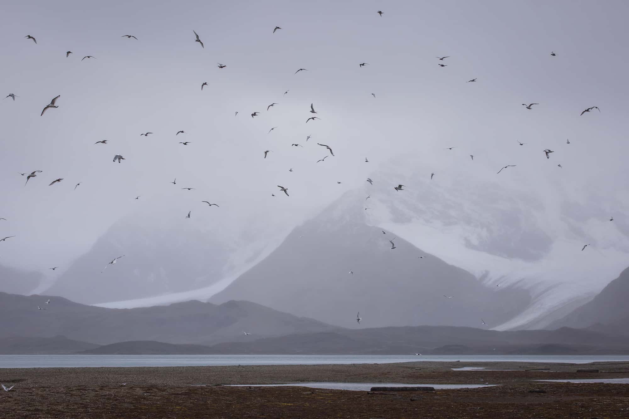 svalbard his dark materials