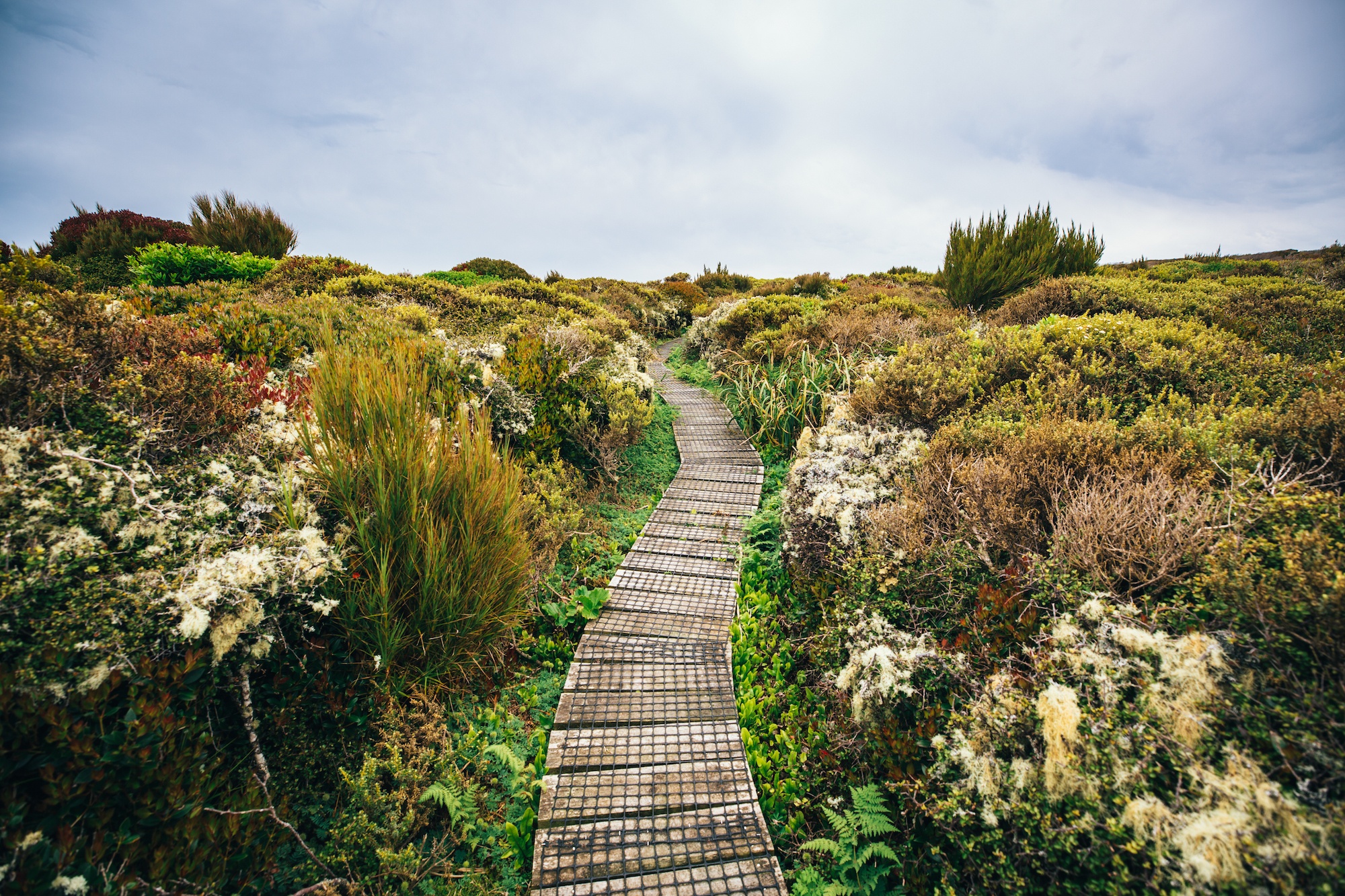 auckland islands travel