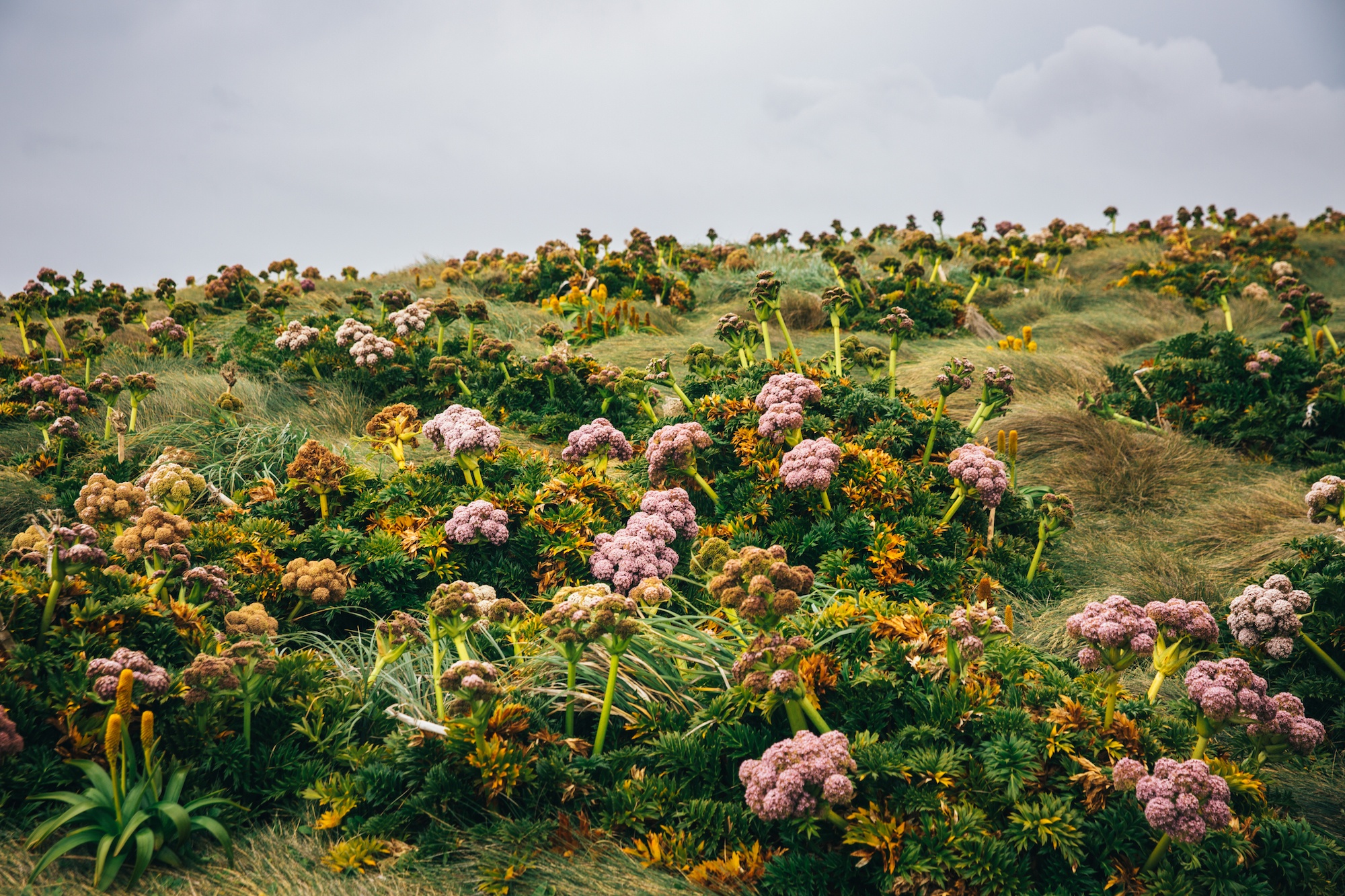 auckland islands travel