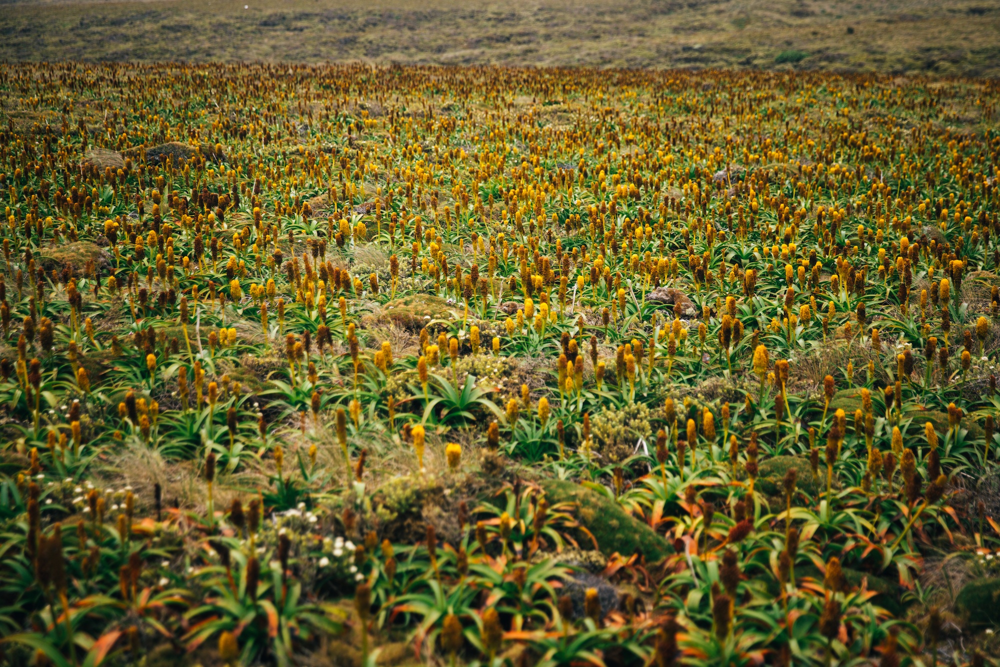 auckland islands travel