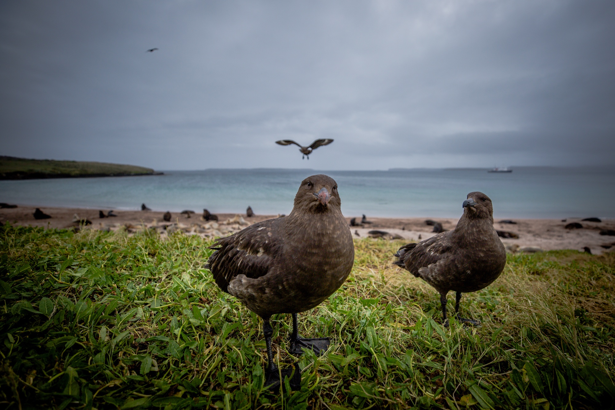 auckland islands travel