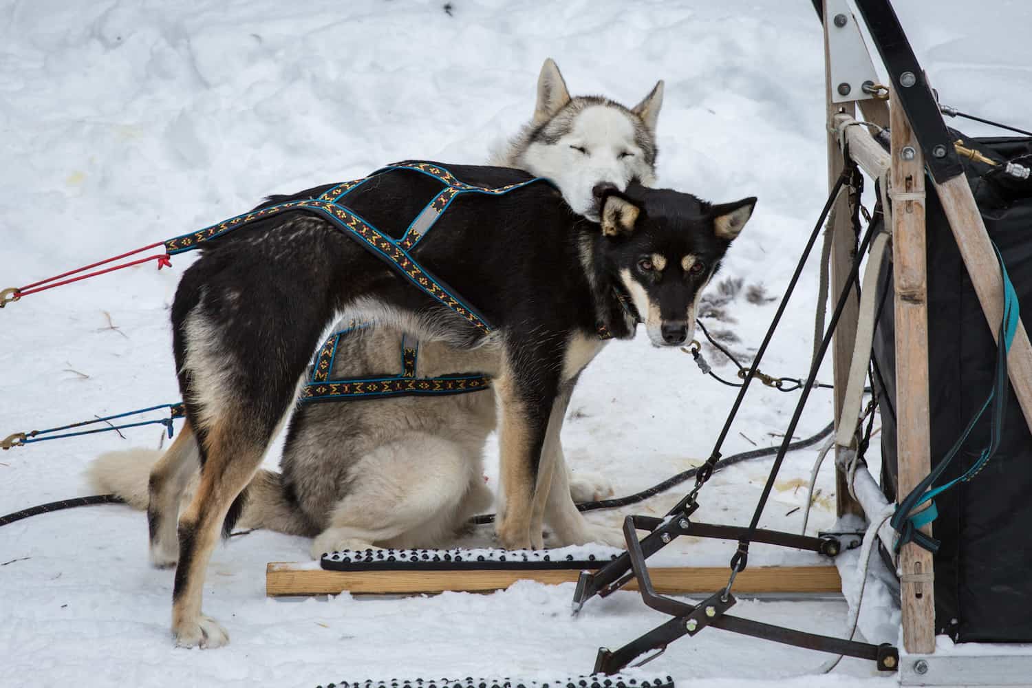 dogsledding alberta