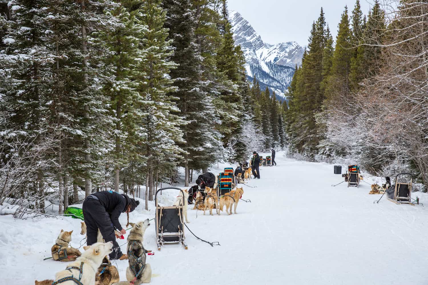 dogsledding alberta