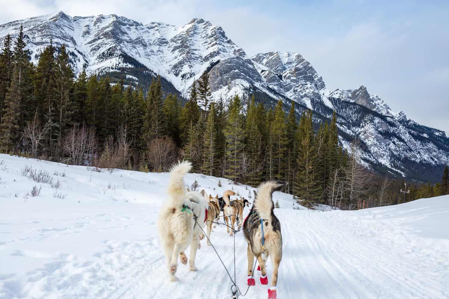 dogsledding alberta