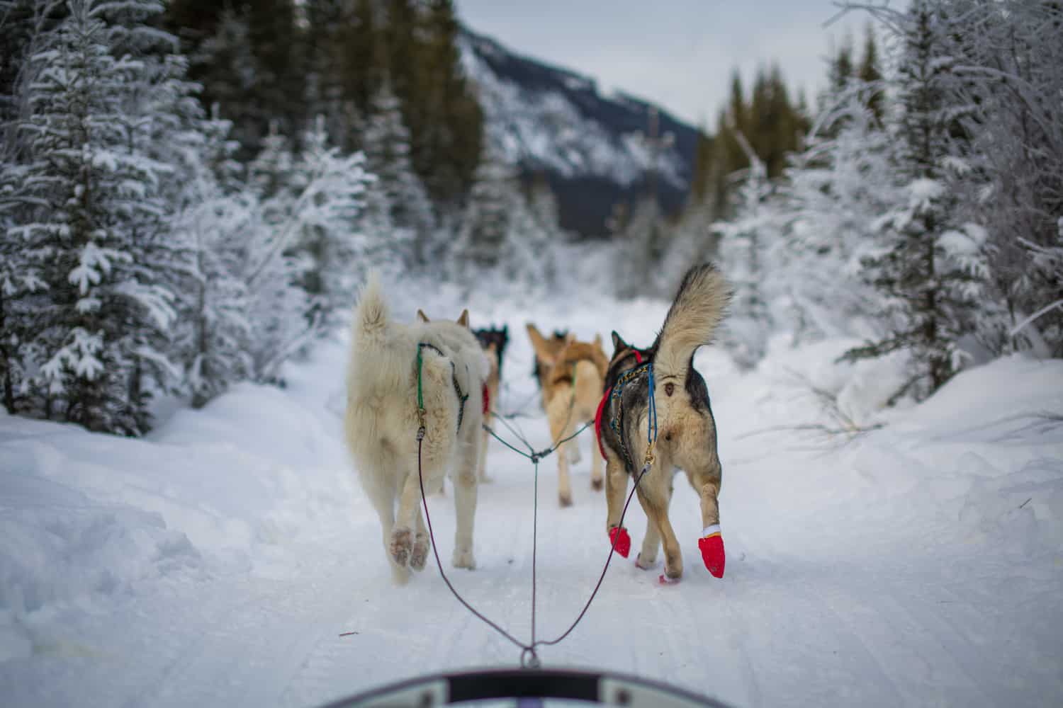 dogsledding alberta