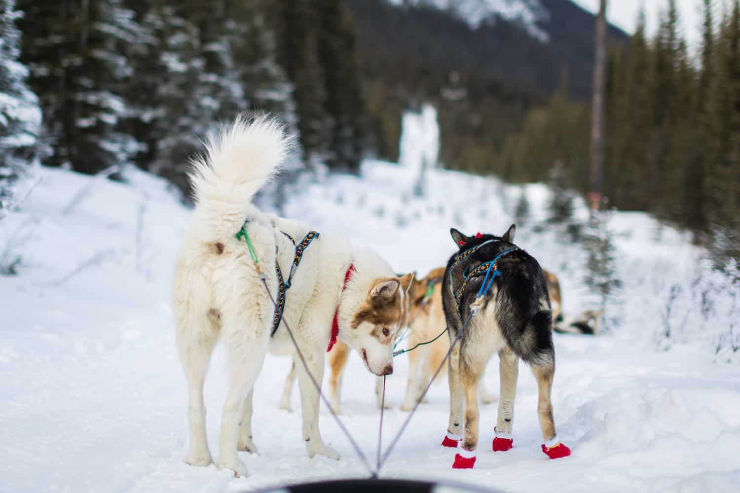 dogsledding alberta