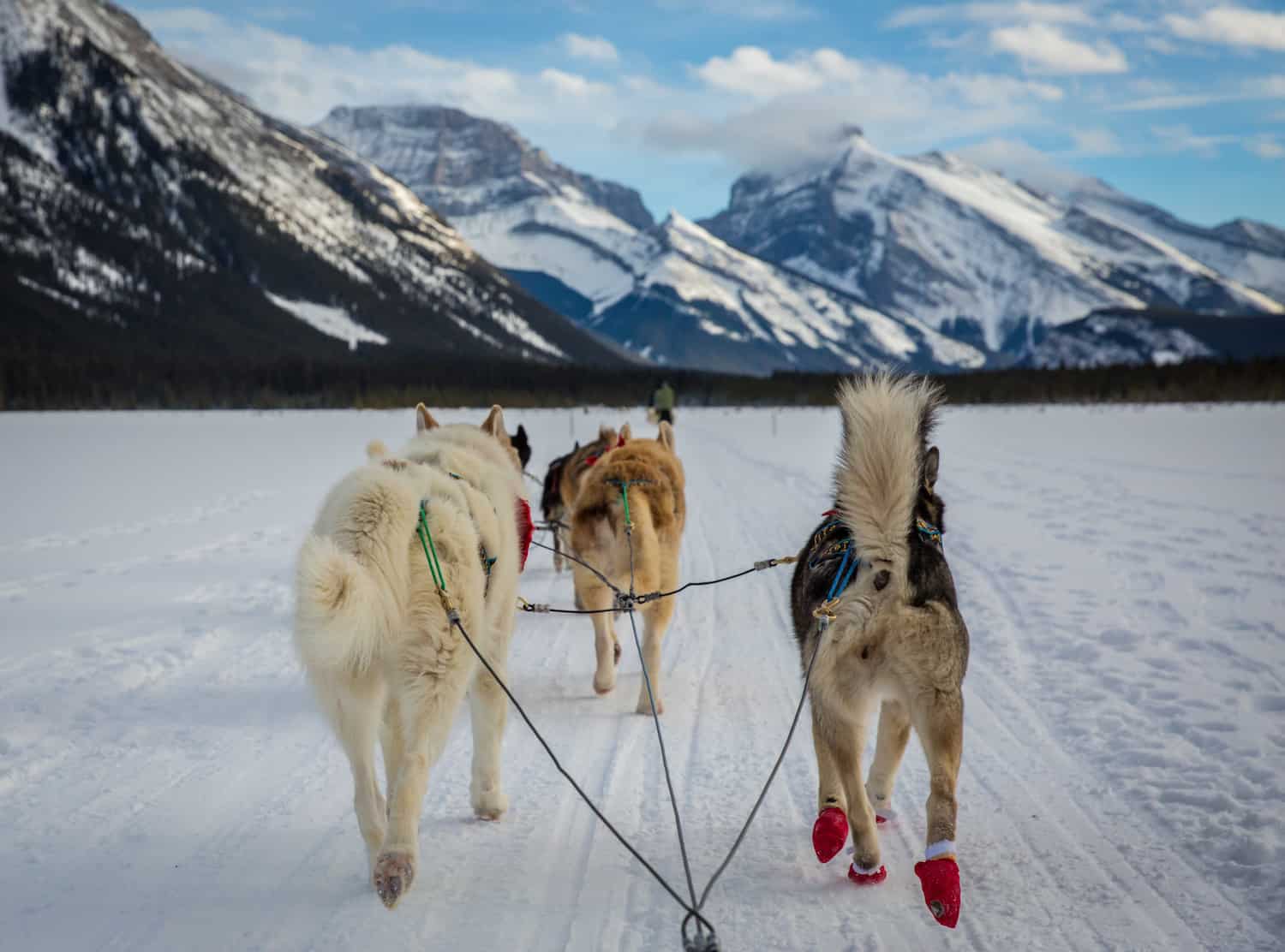 dogsledding alberta