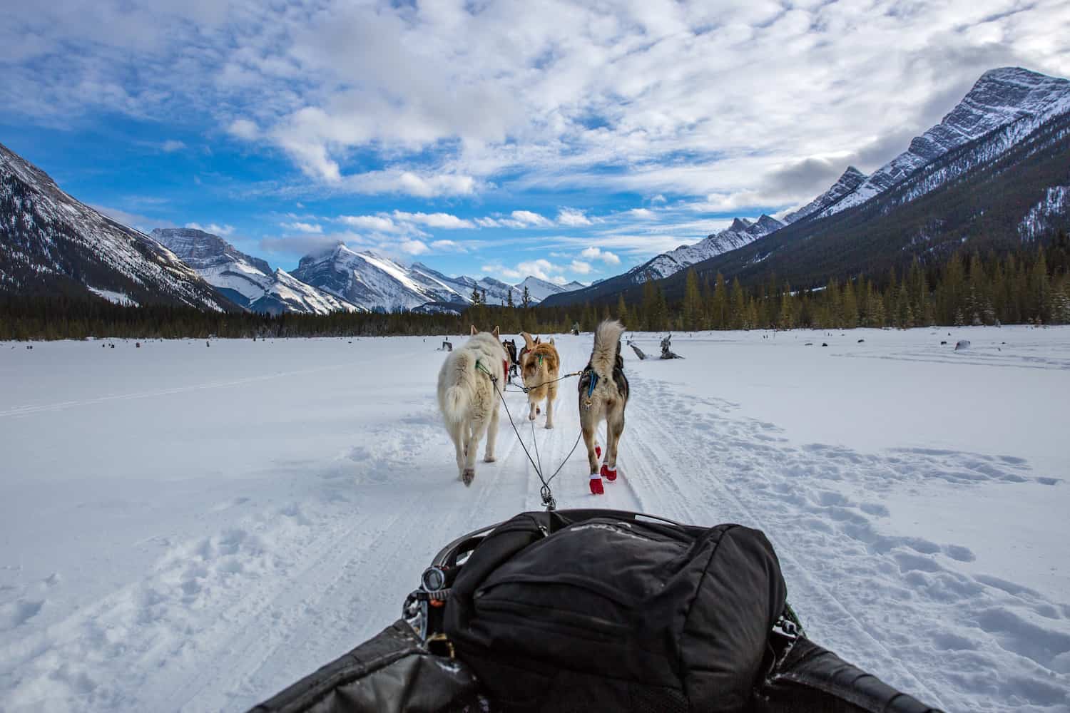 dogsledding alberta