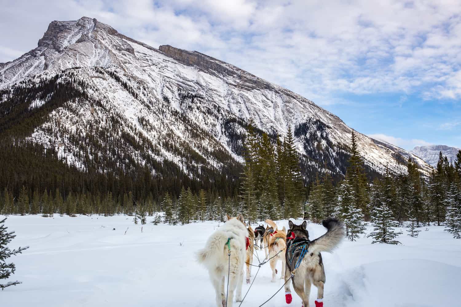 dogsledding alberta