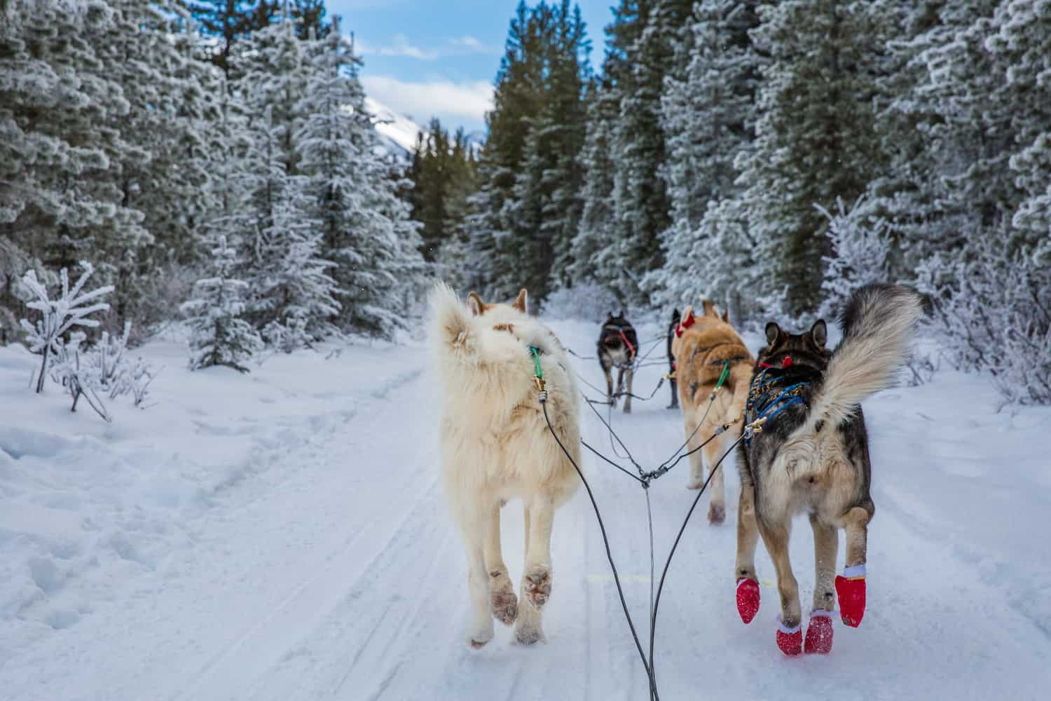 dogsledding alberta