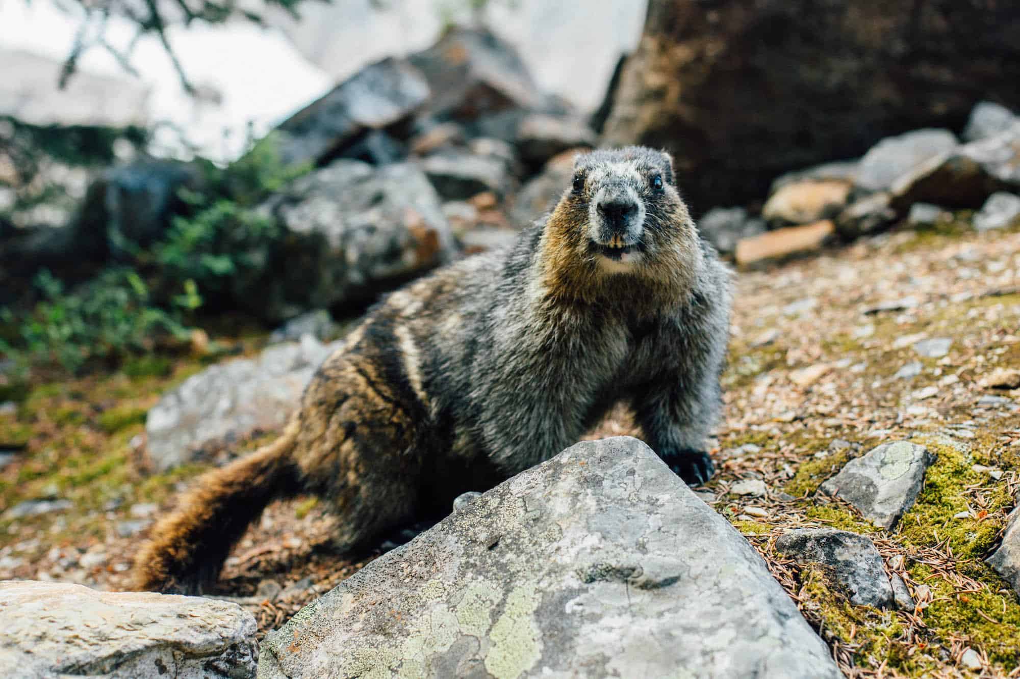 hikes canadian rockies