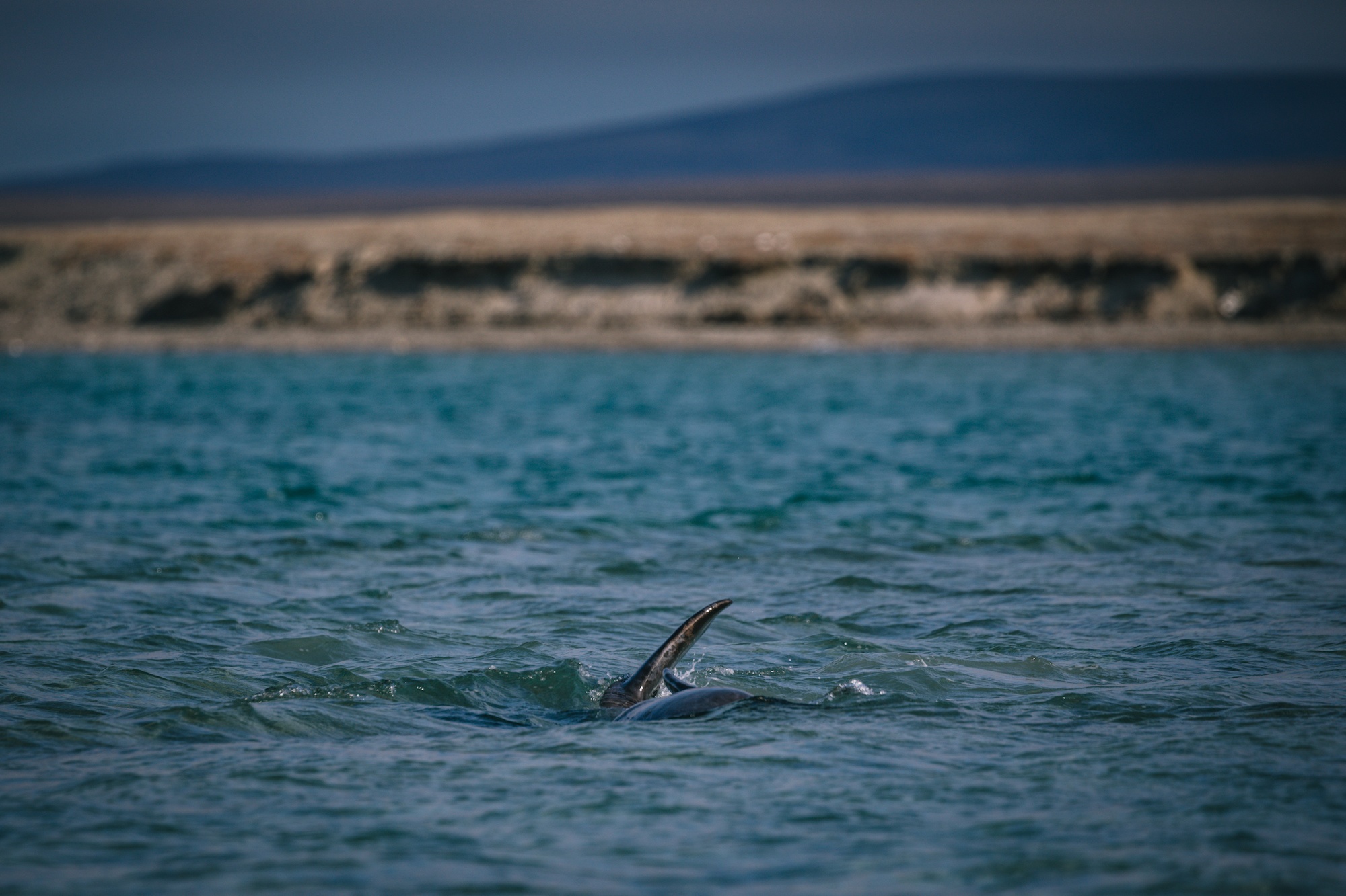 polar bears hunt beluga whales