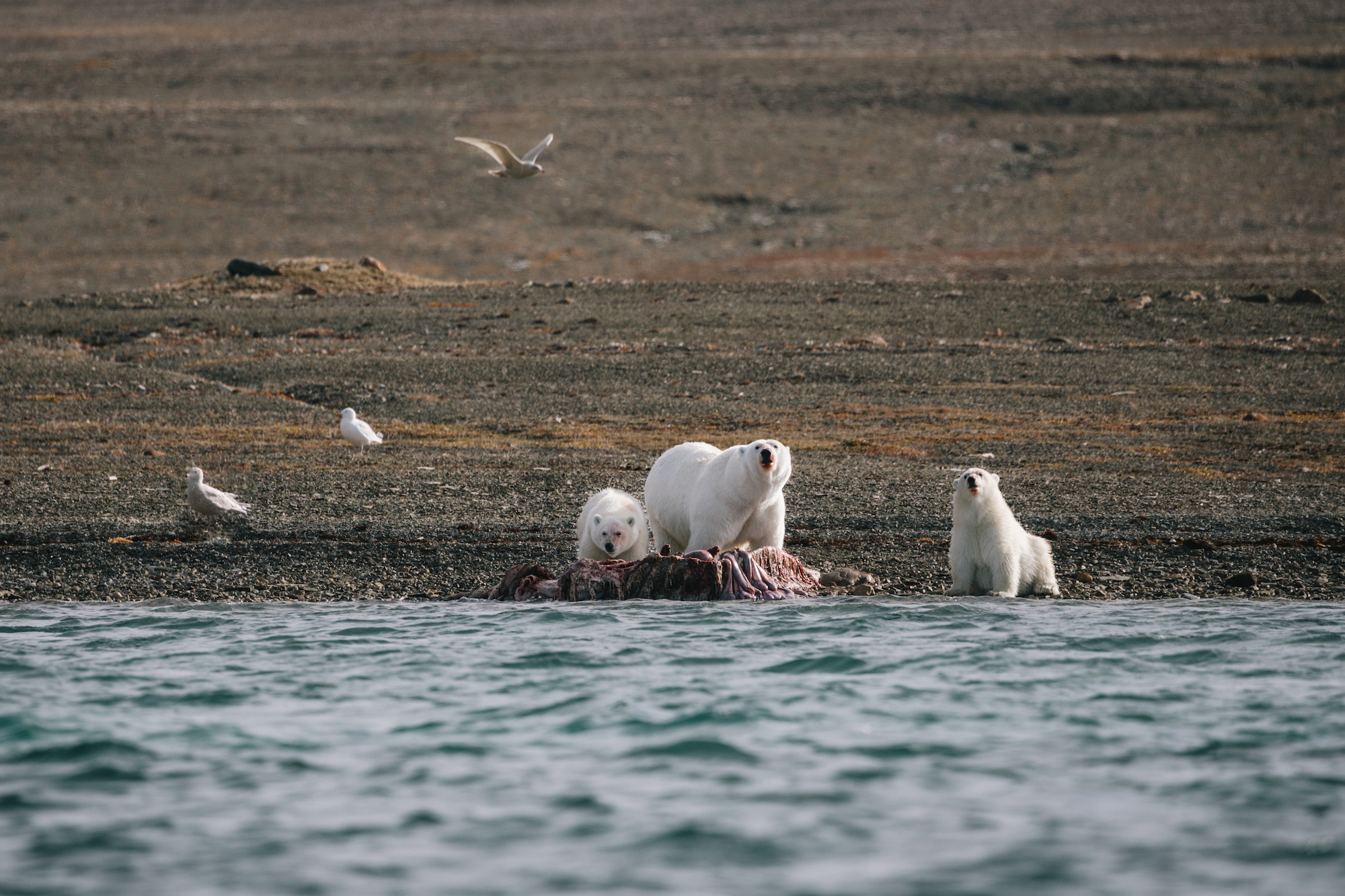 polar bears hunt beluga whales