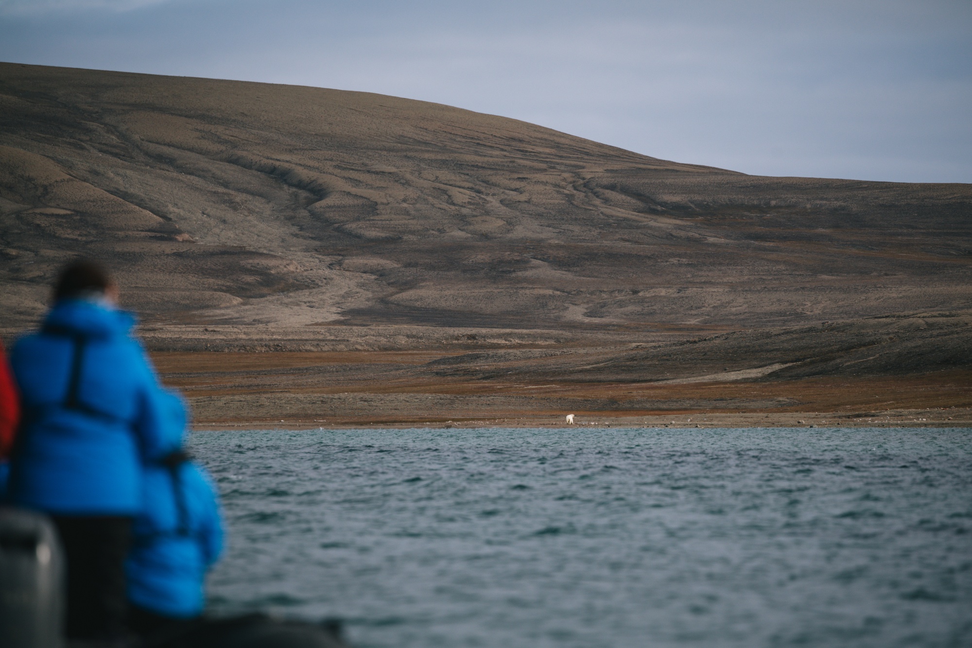 polar bears hunt beluga whales