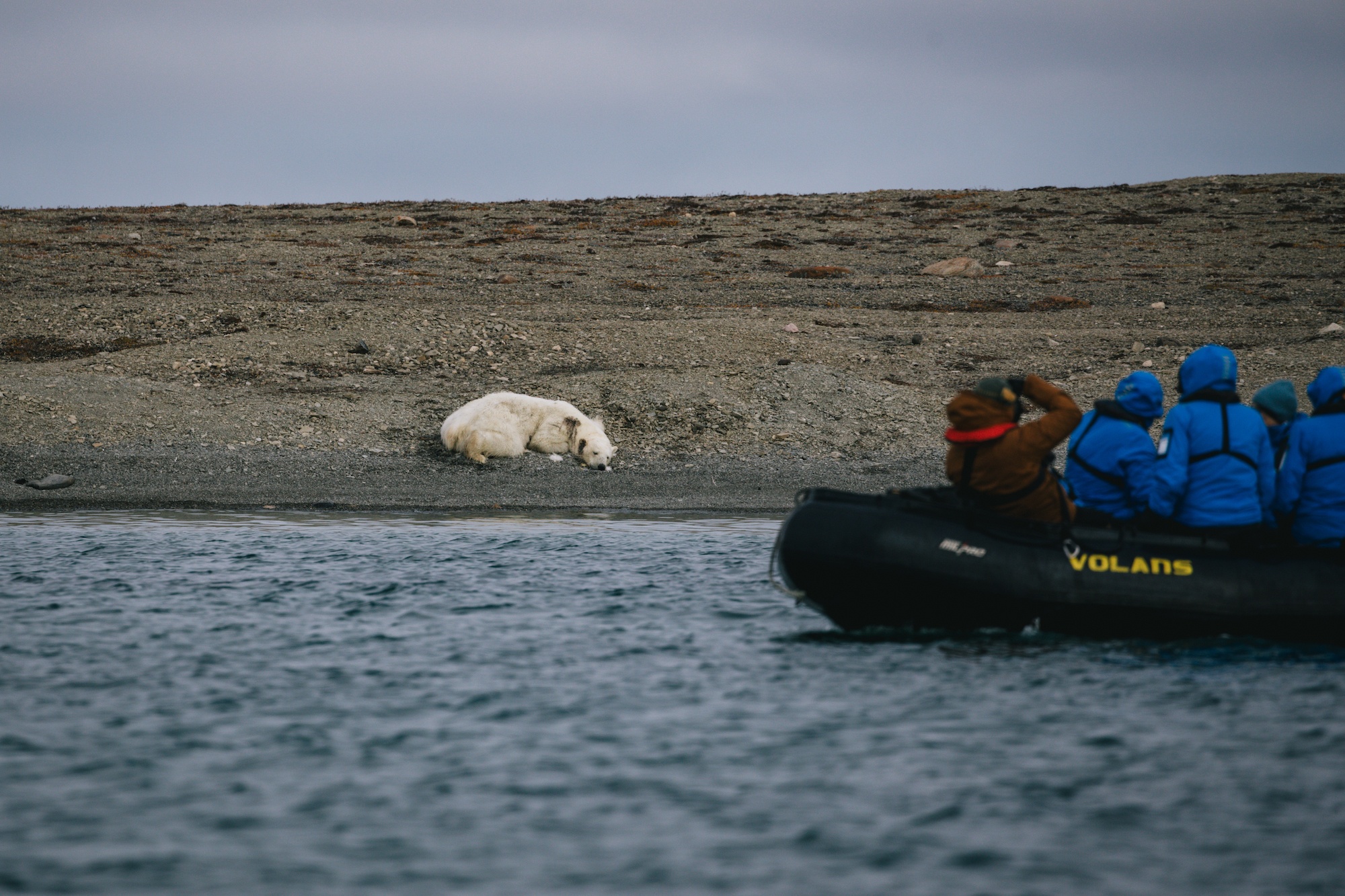 polar bears hunt beluga whales