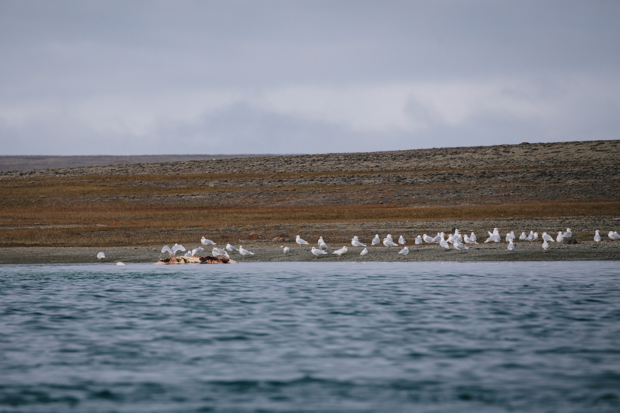 polar bears hunt beluga whales