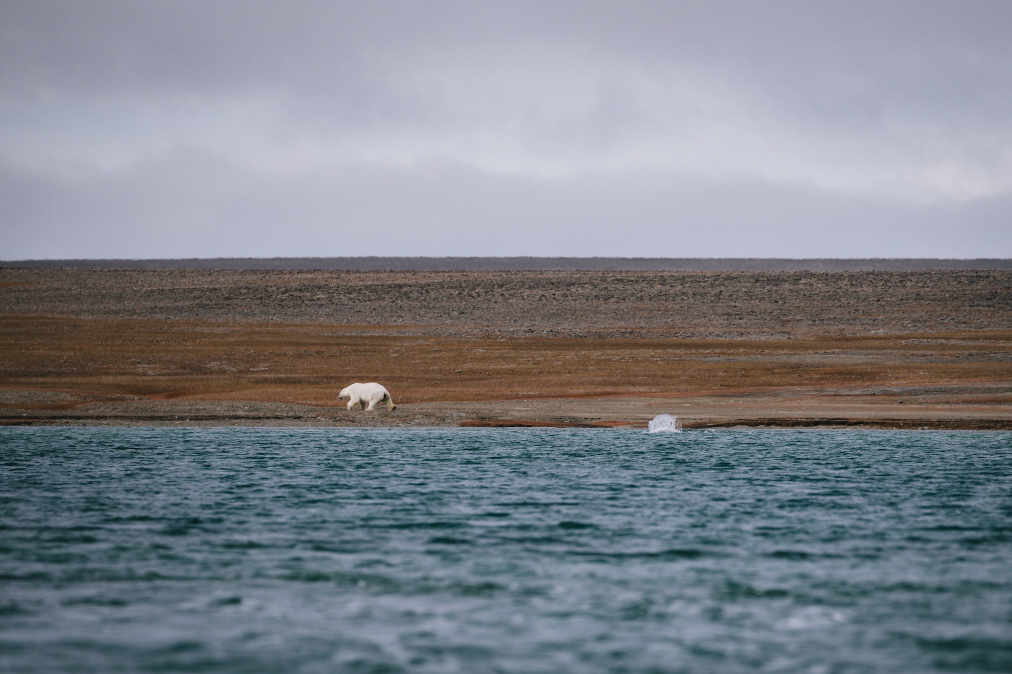 polar bears hunt beluga whales