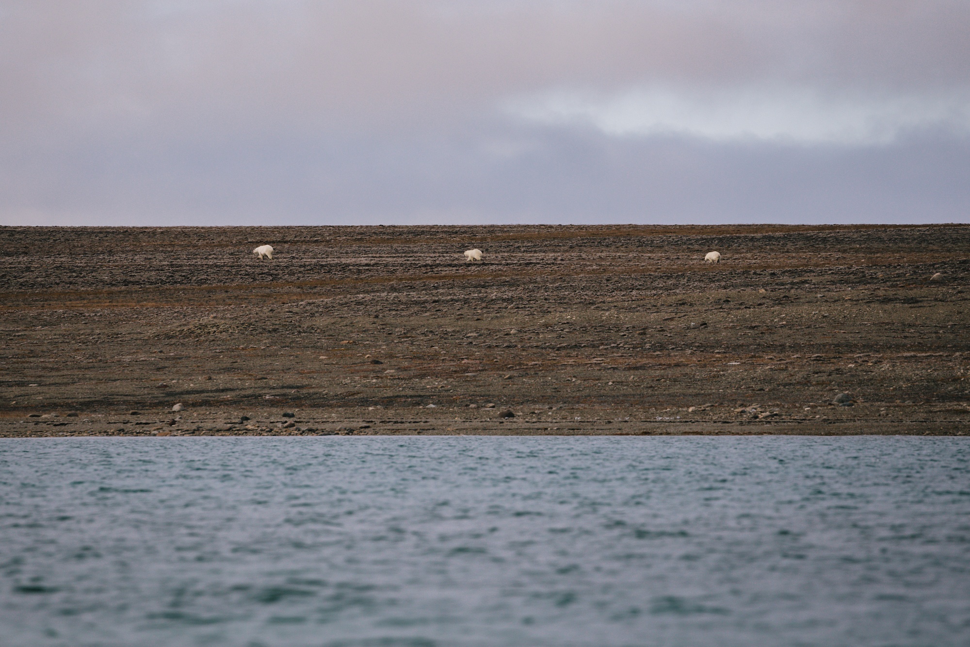 polar bears hunt beluga whales