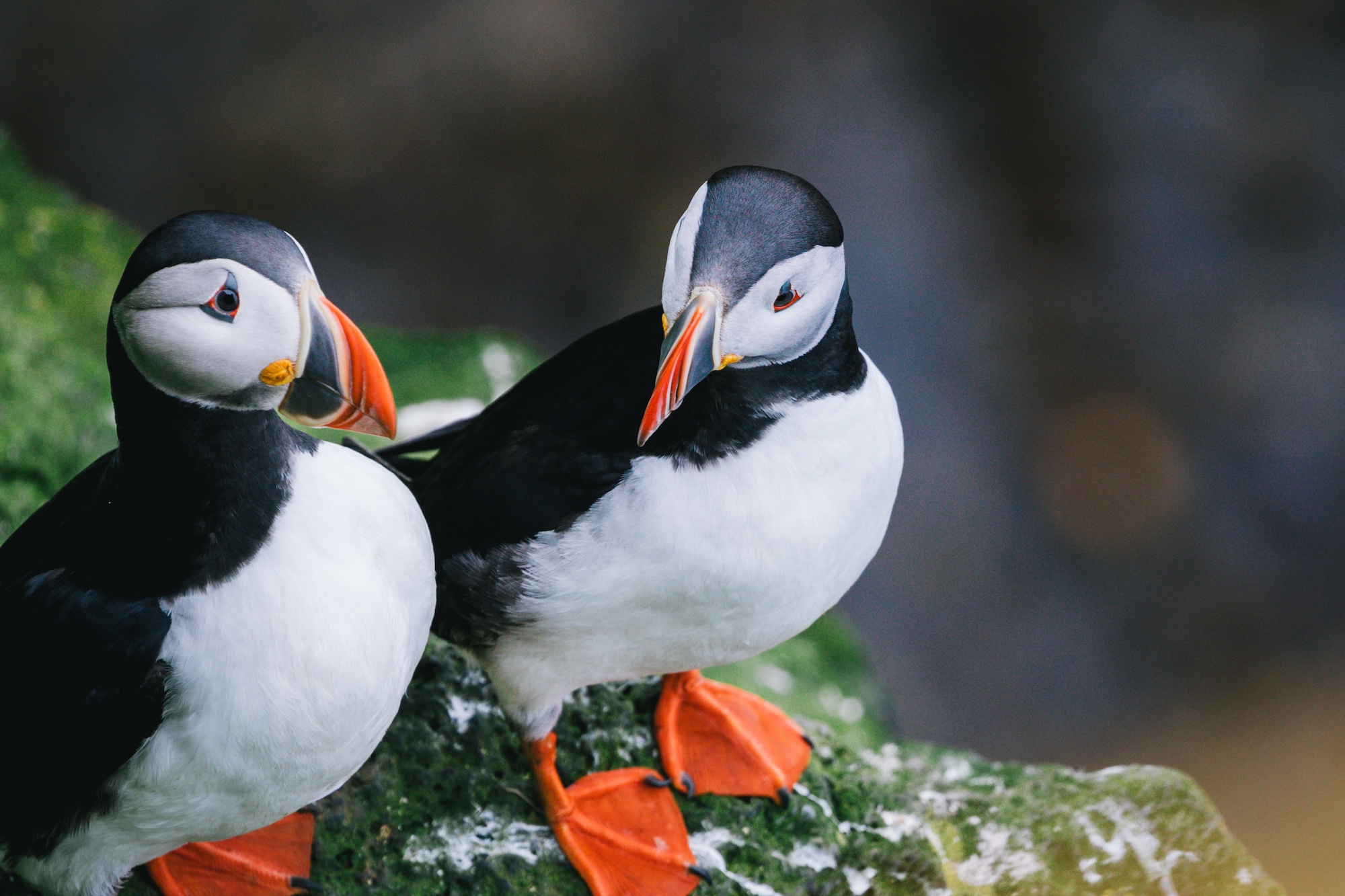 visit iceland by sea