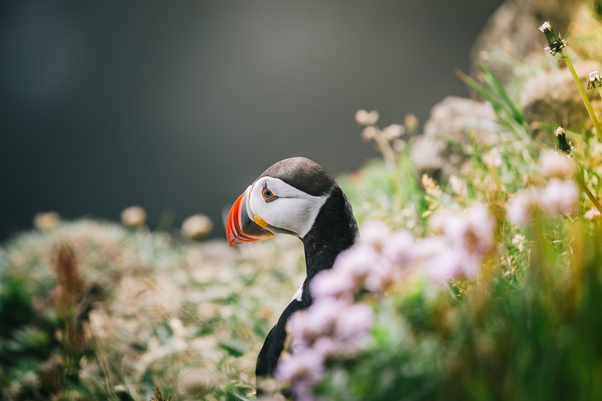 visit iceland by sea