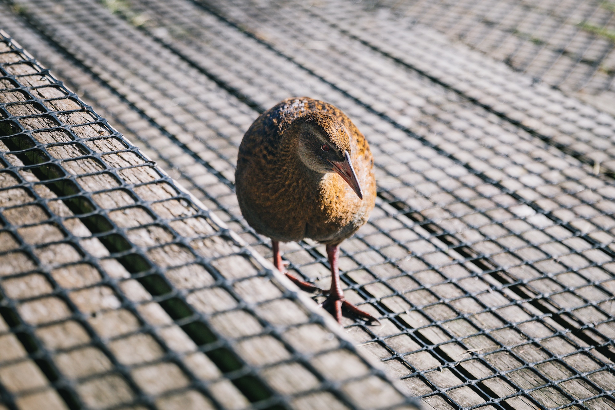 New Zealand weka