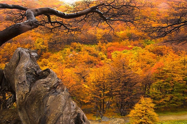 autumn around the world