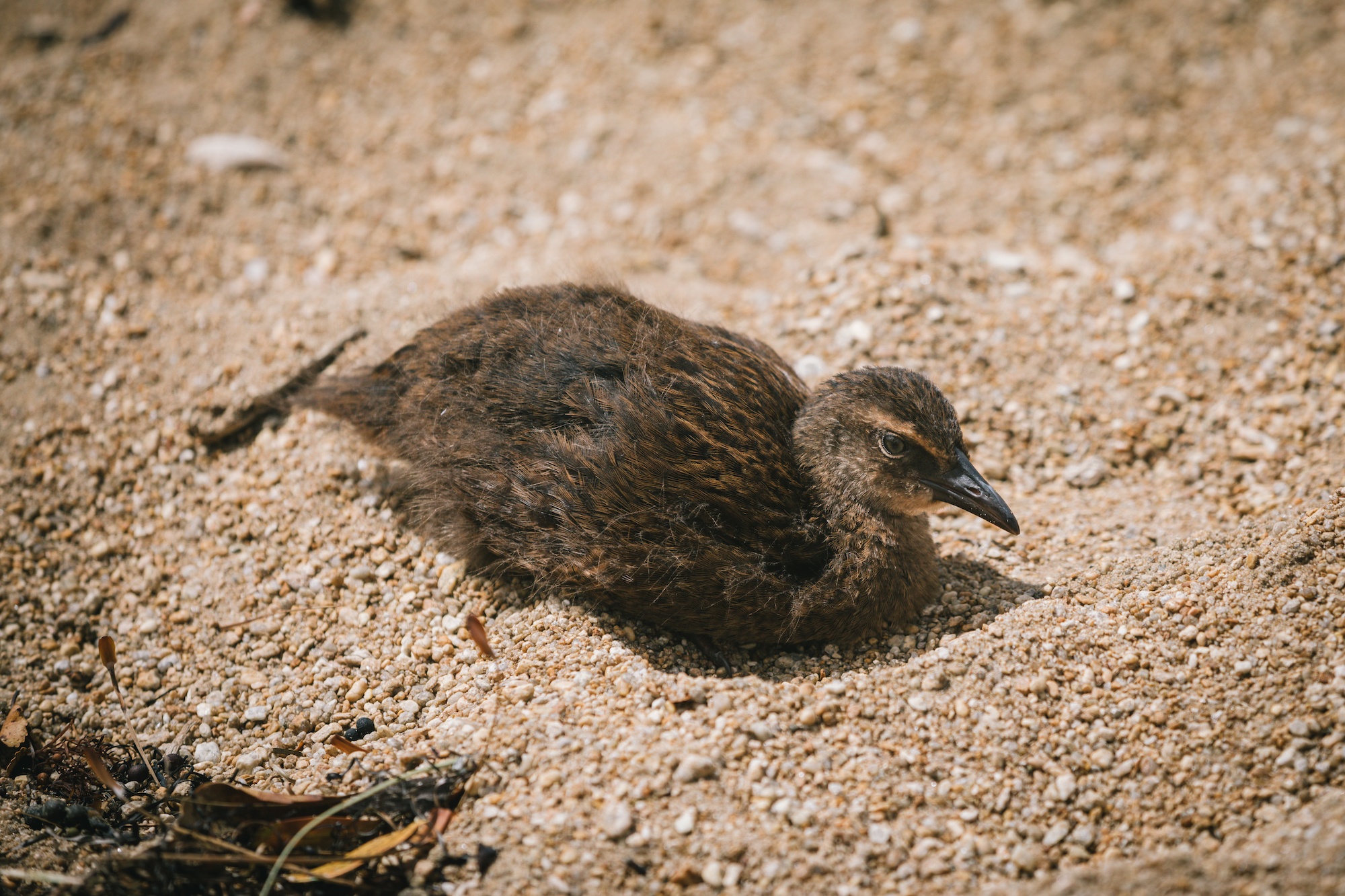 New Zealand weka