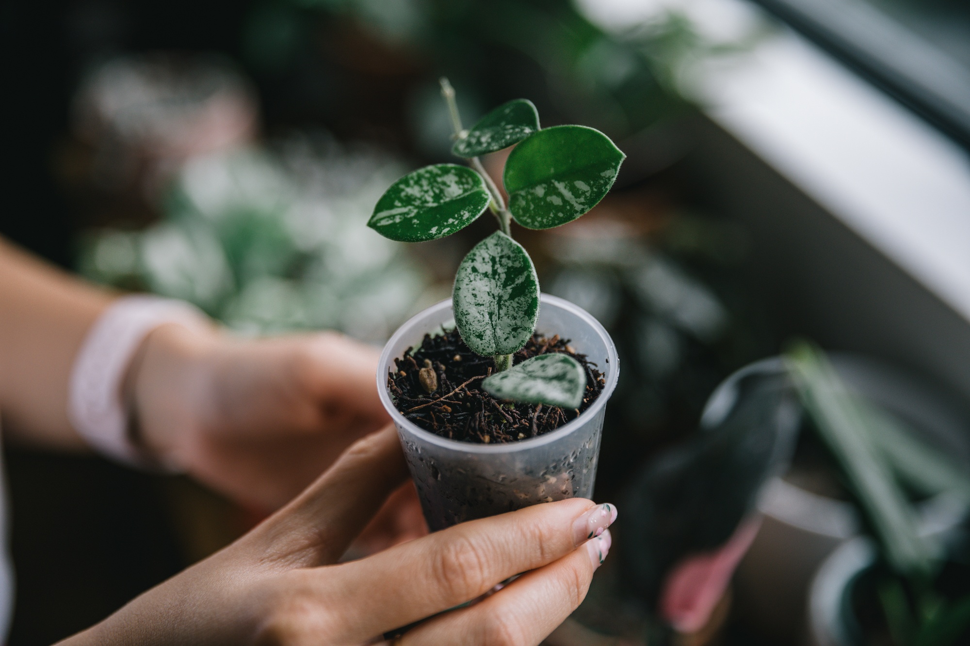houseplants and design book