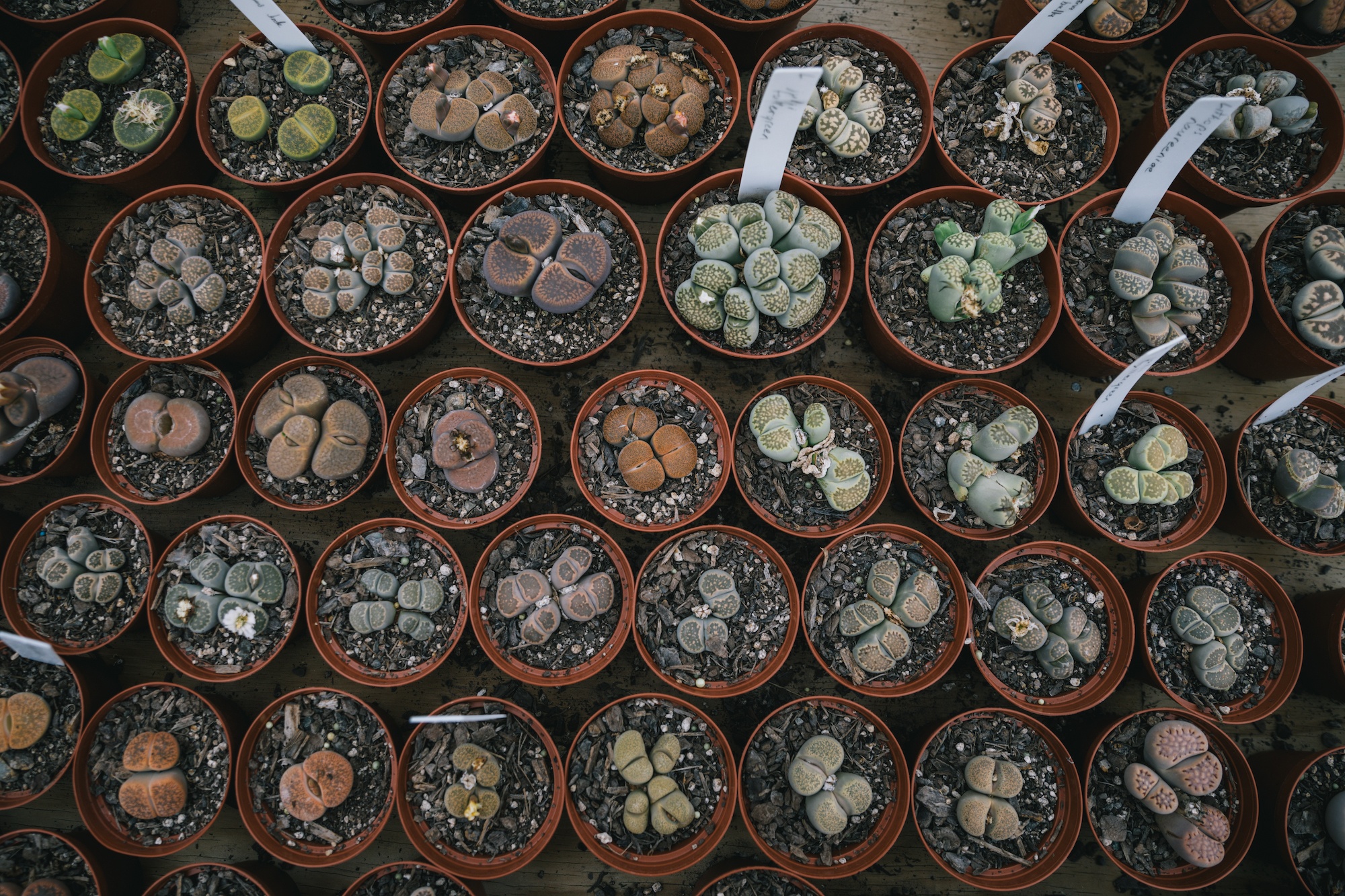 houseplants and design book