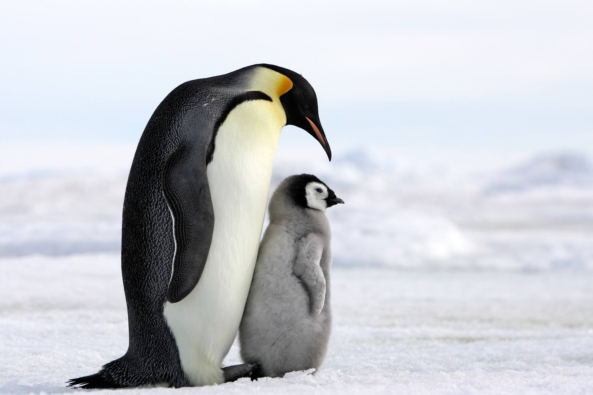 penguins of Antarctica