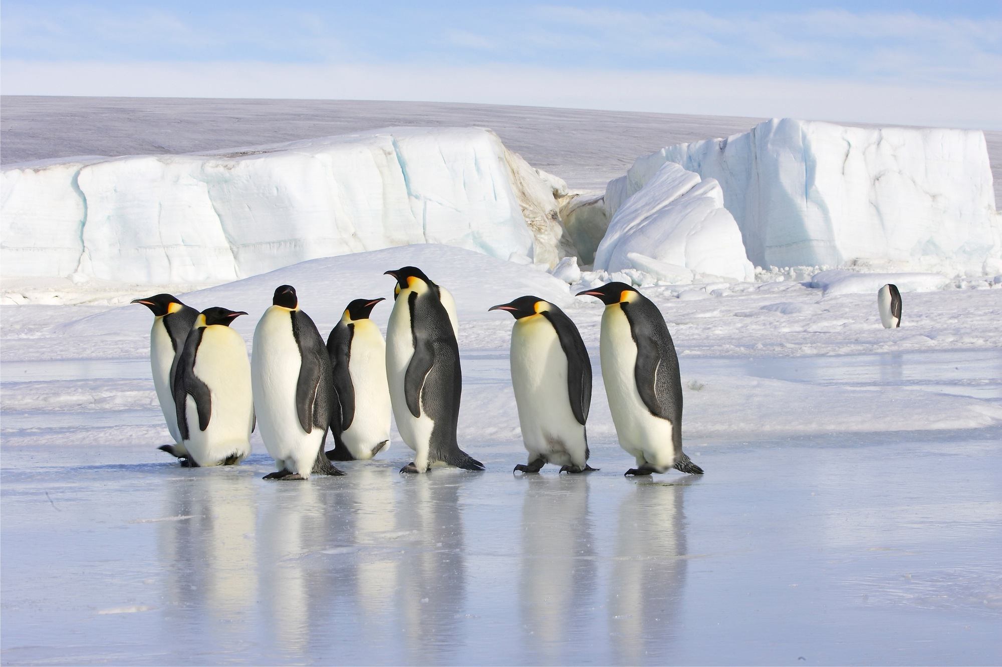 penguins of Antarctica