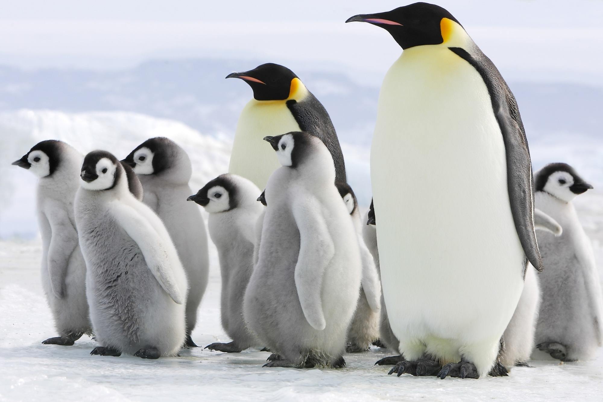 penguins of Antarctica