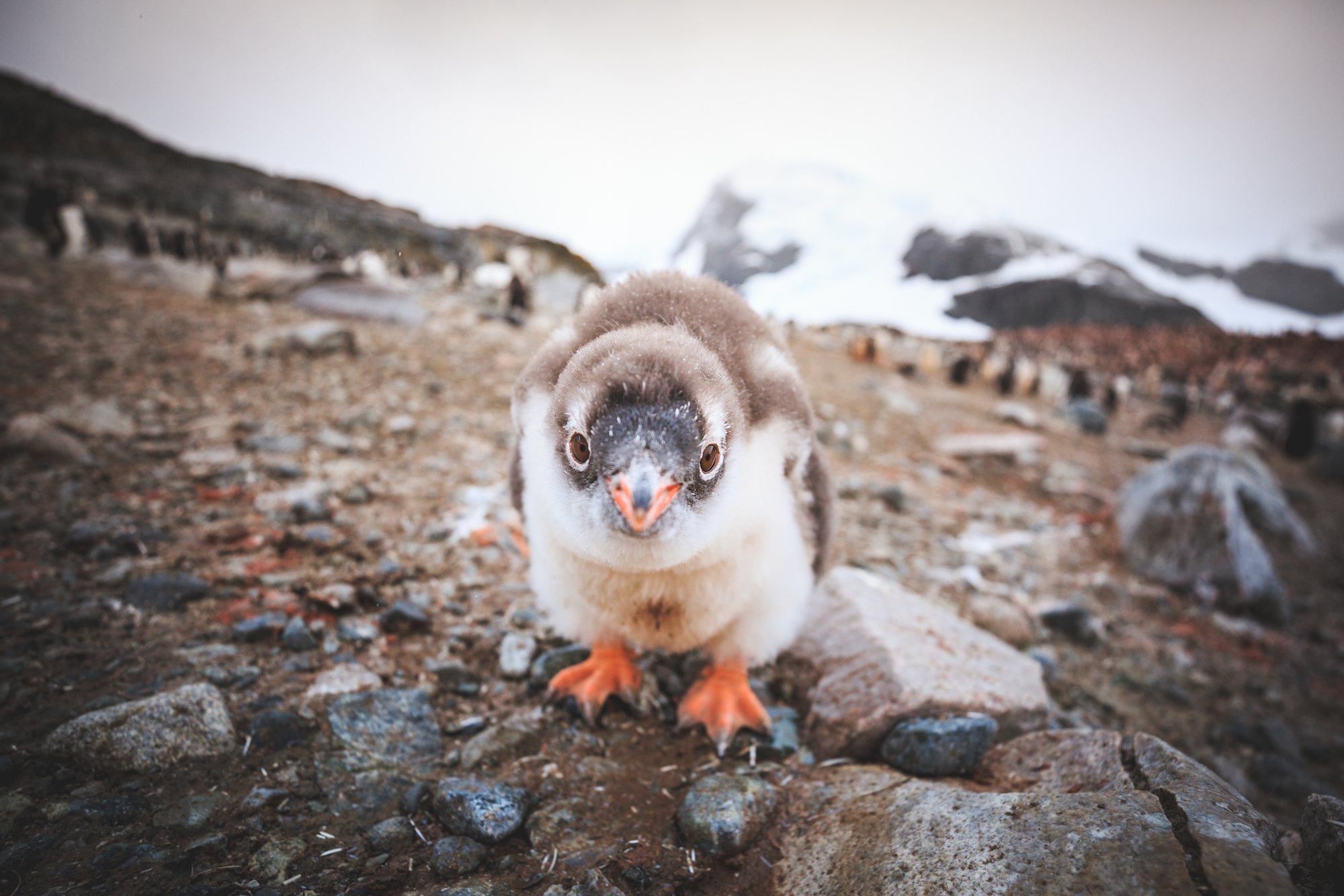 penguins of Antarctica