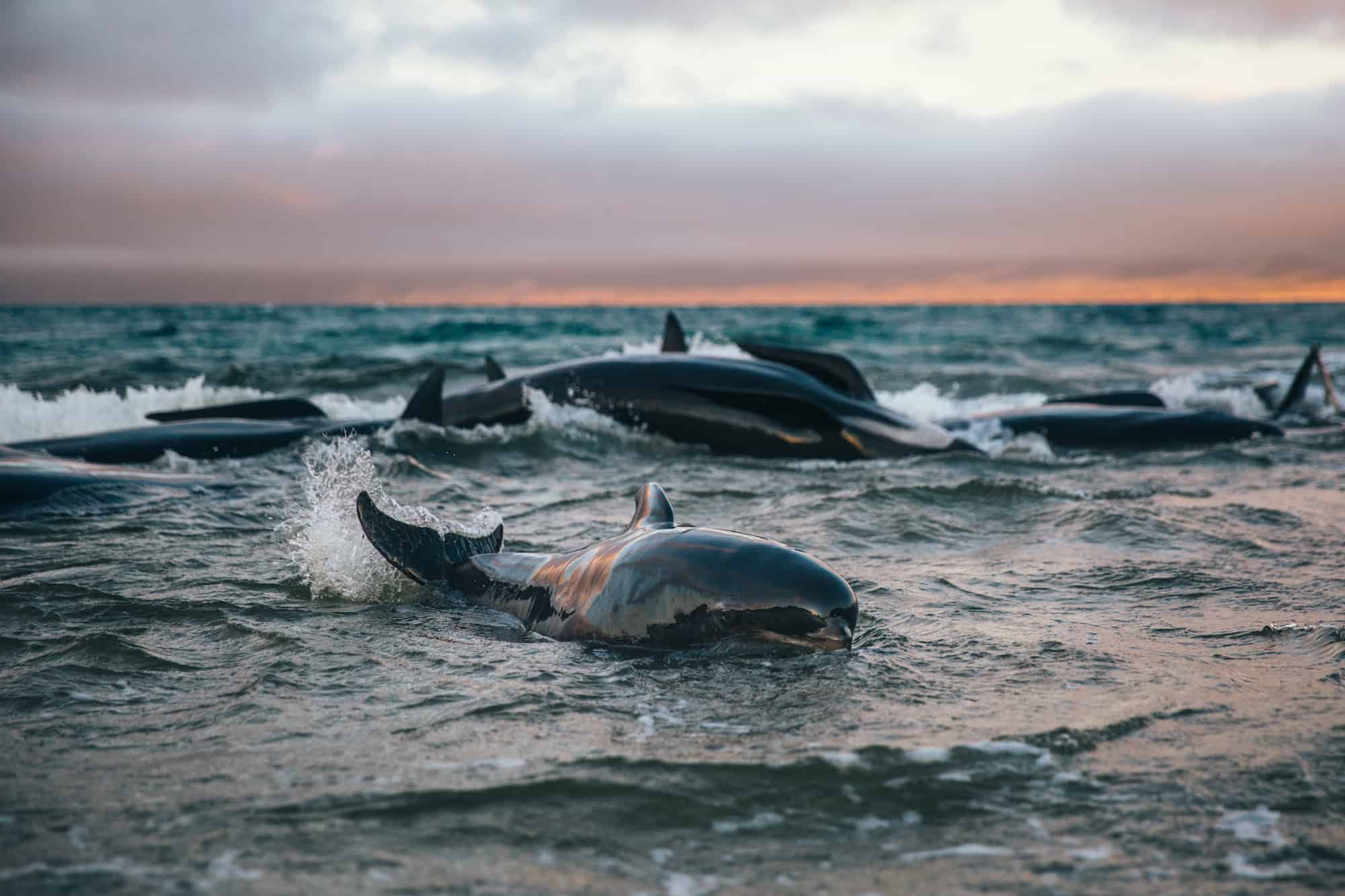 stranded whales