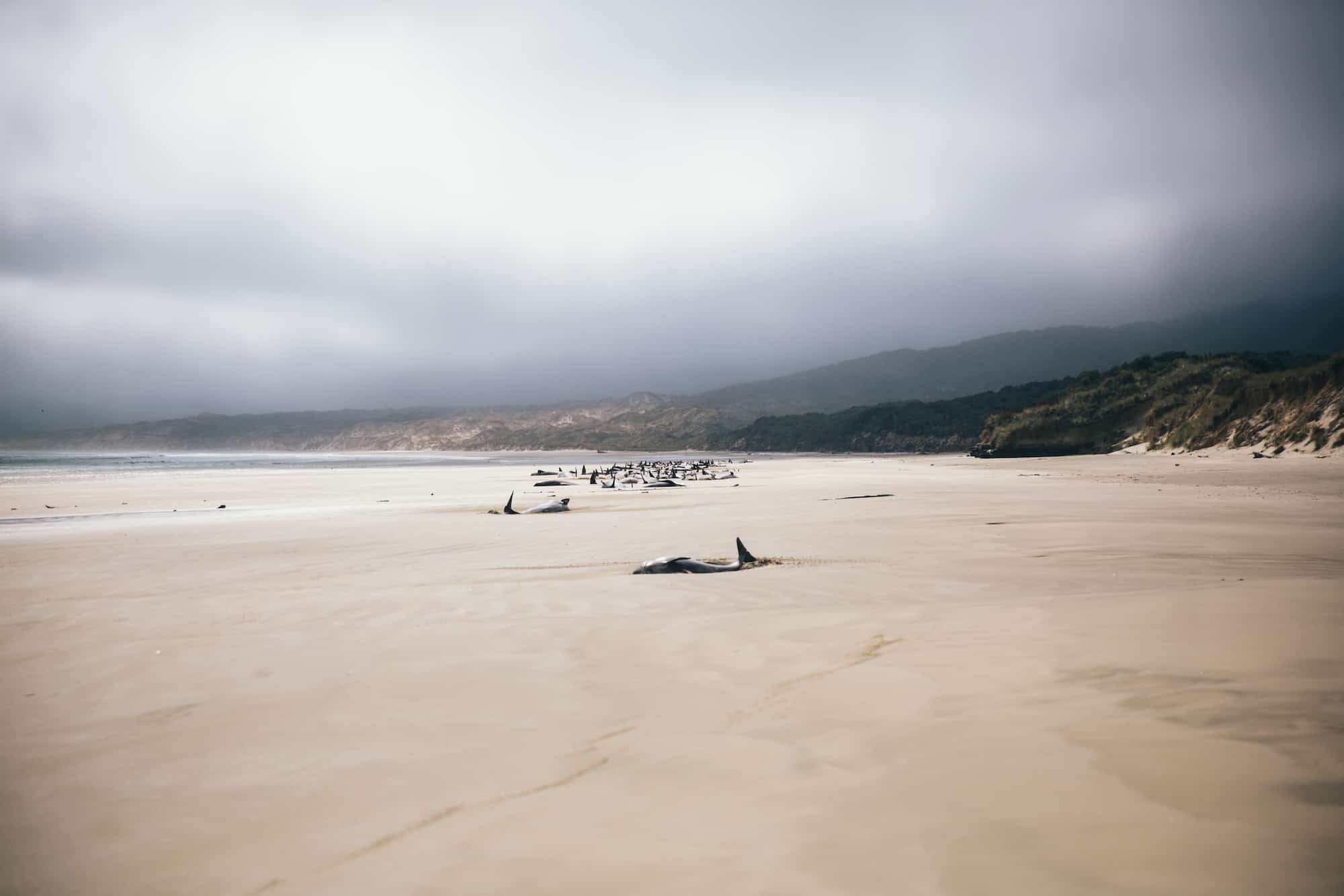 stranded whales