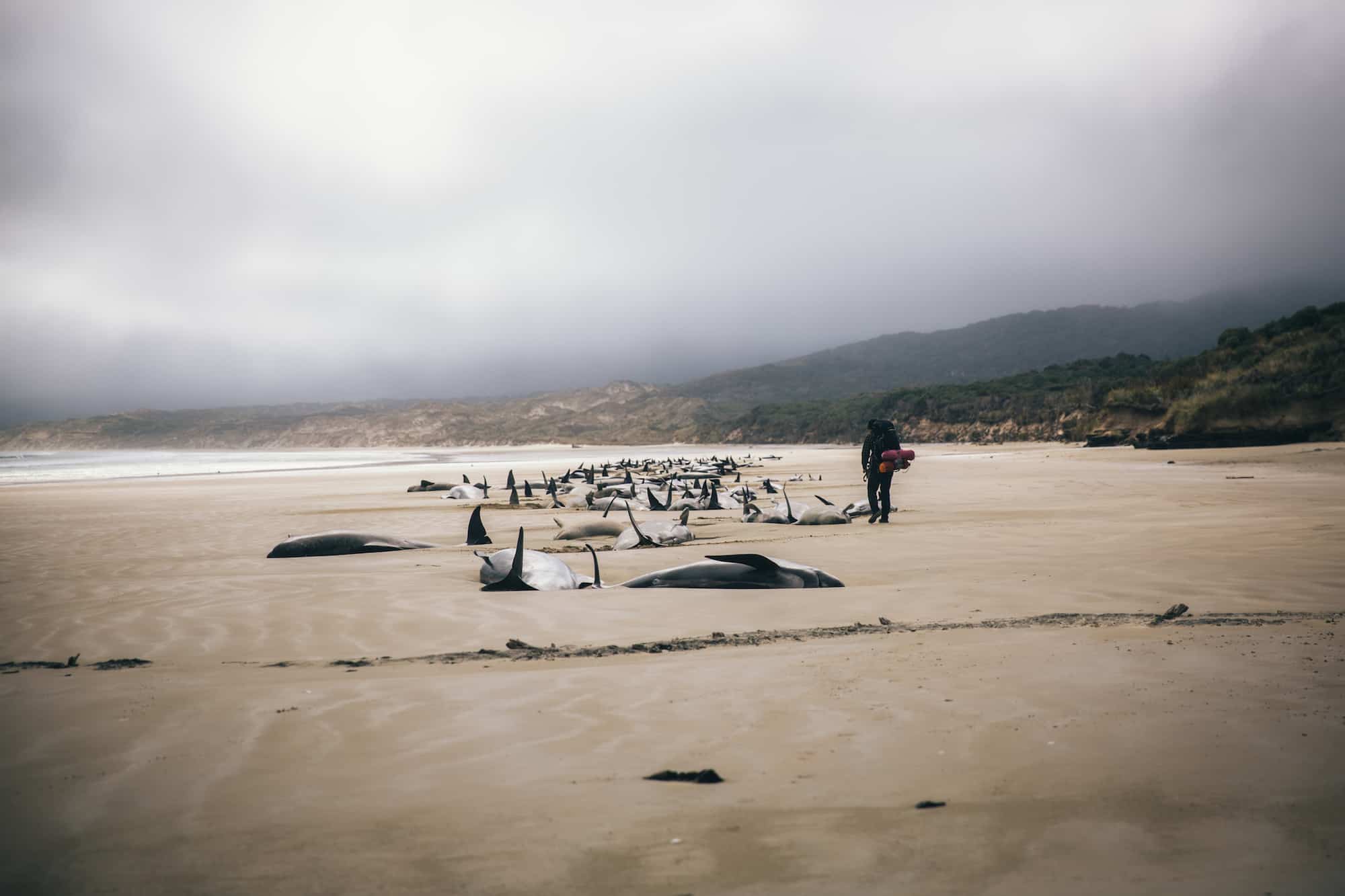 stranded whales