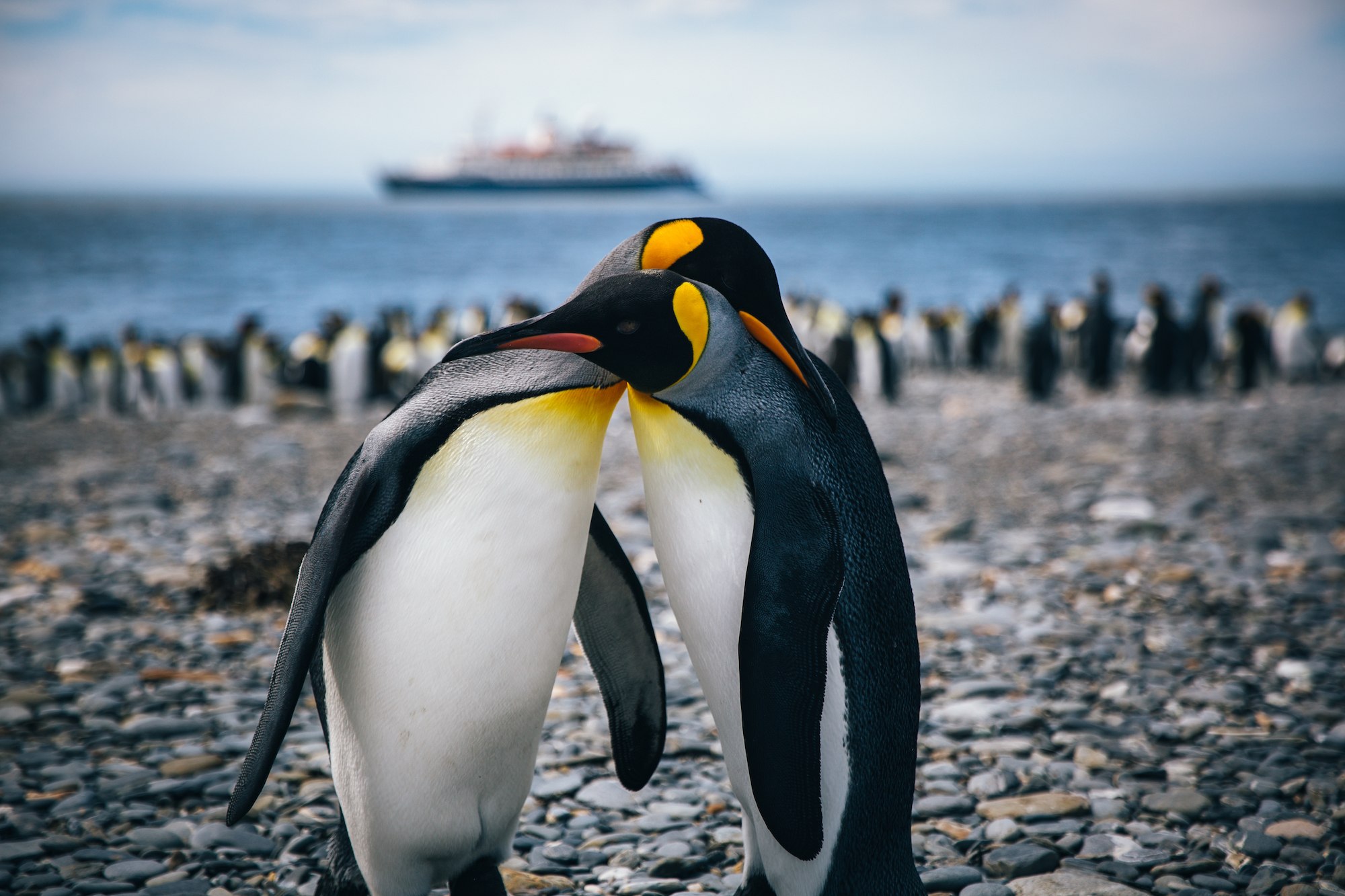 penguins of Antarctica