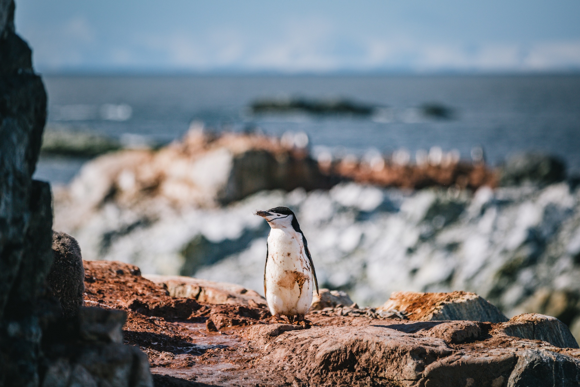 penguins of Antarctica