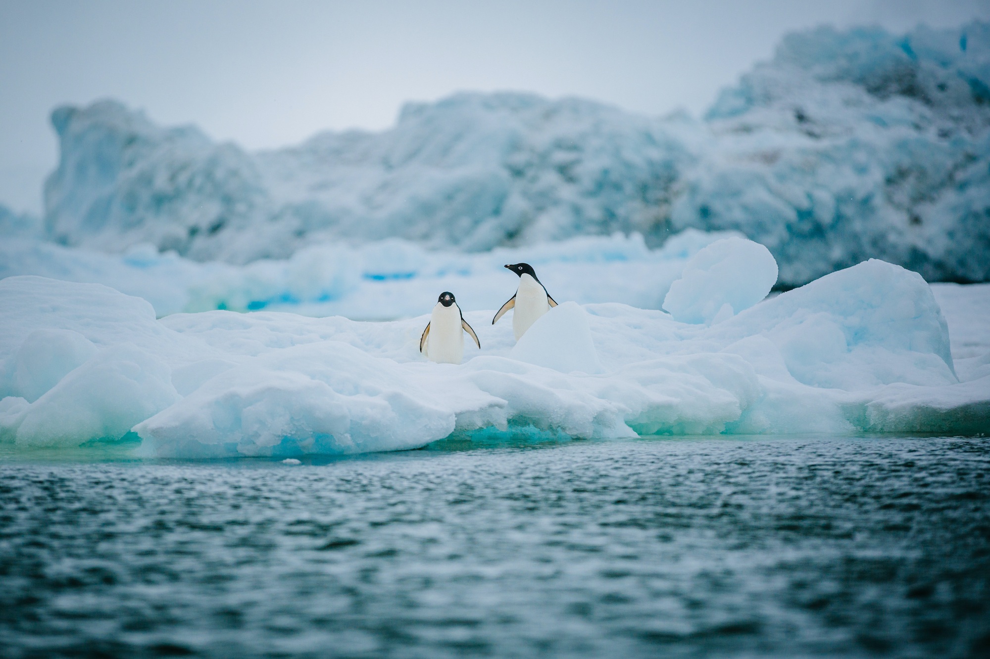 antarctic studies