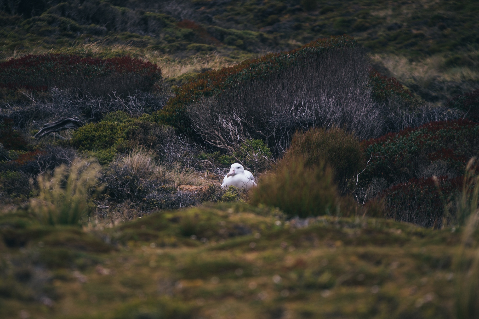 auckland islands travel