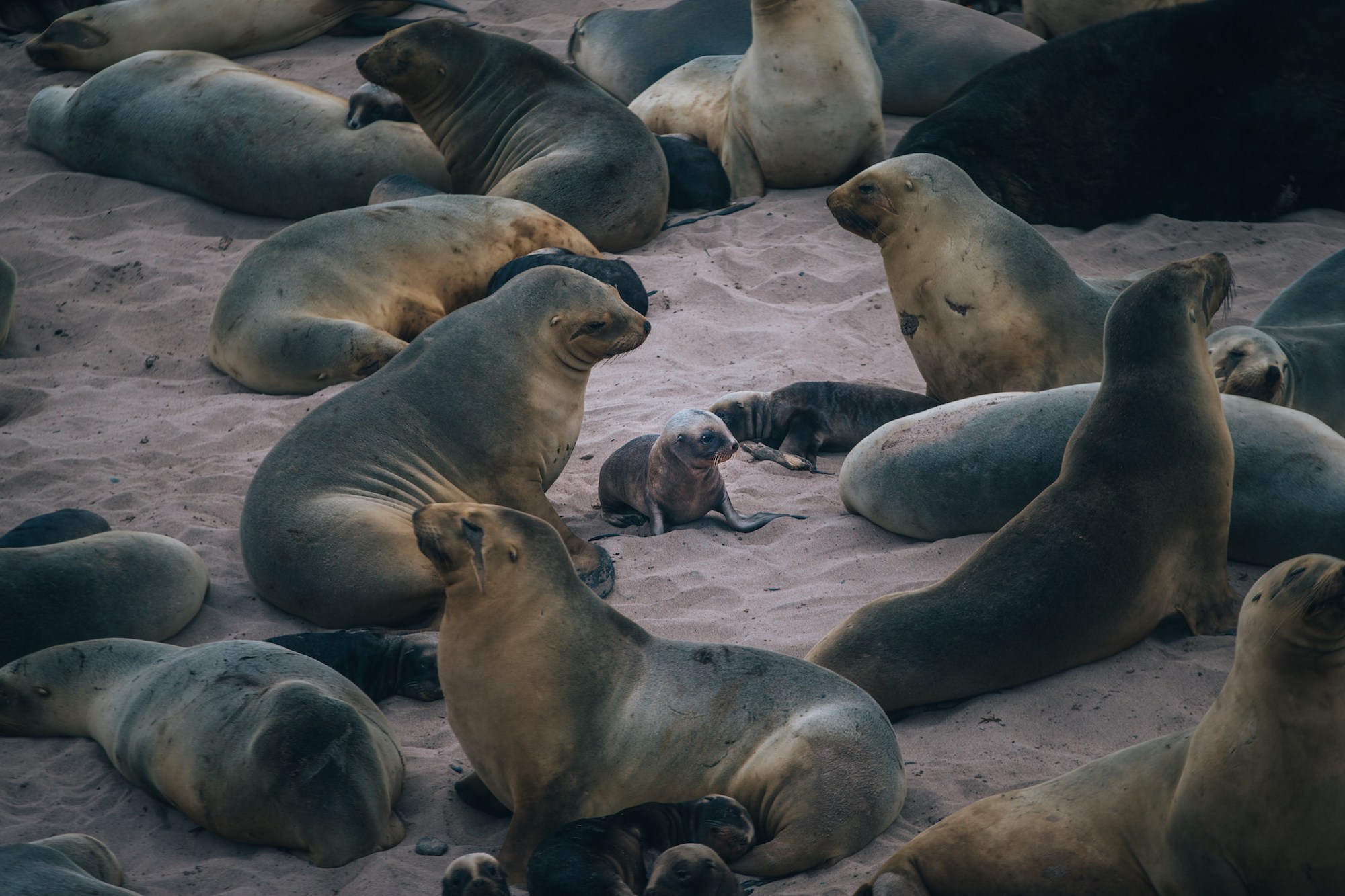 auckland islands travel