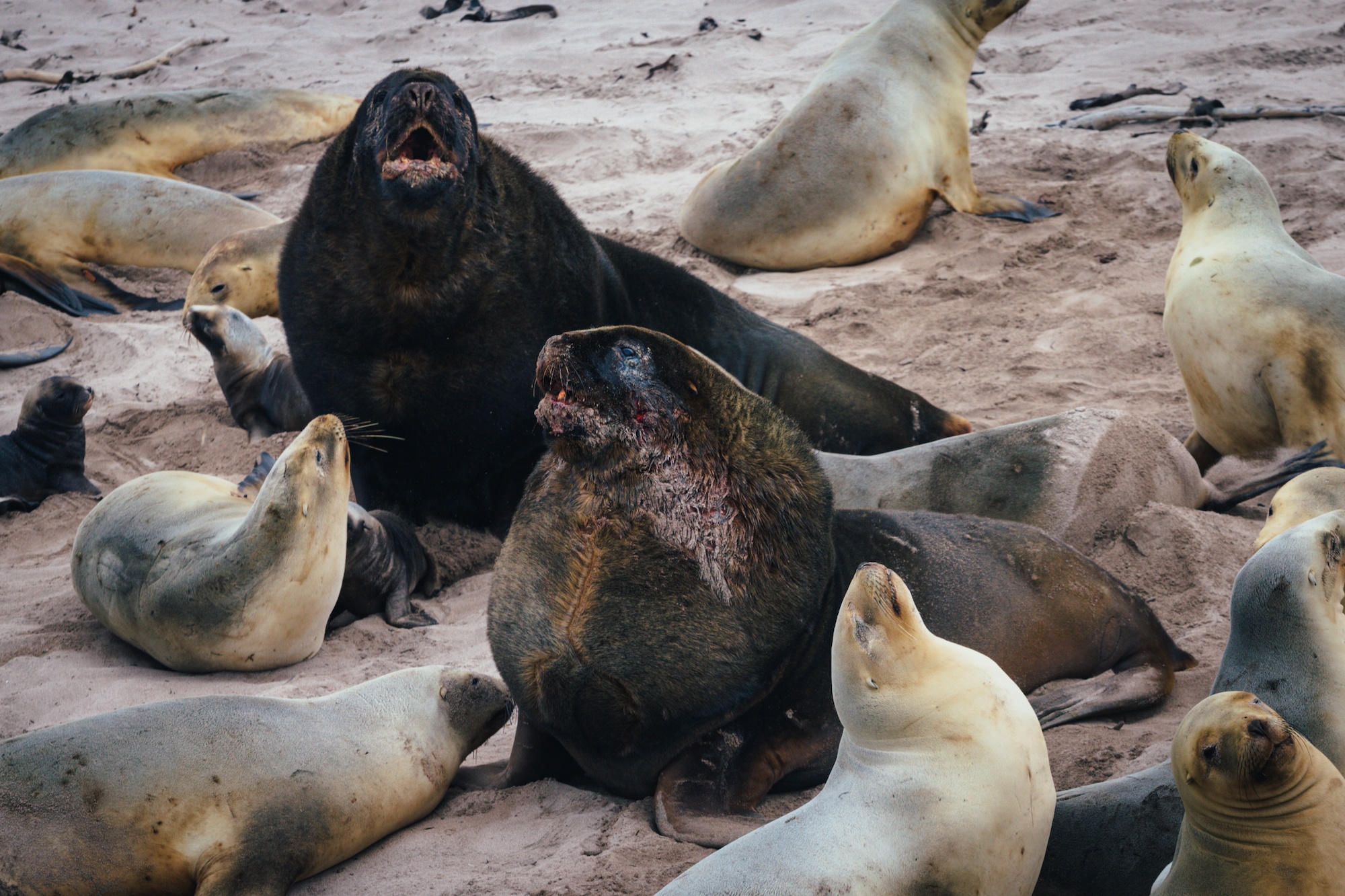 auckland islands travel