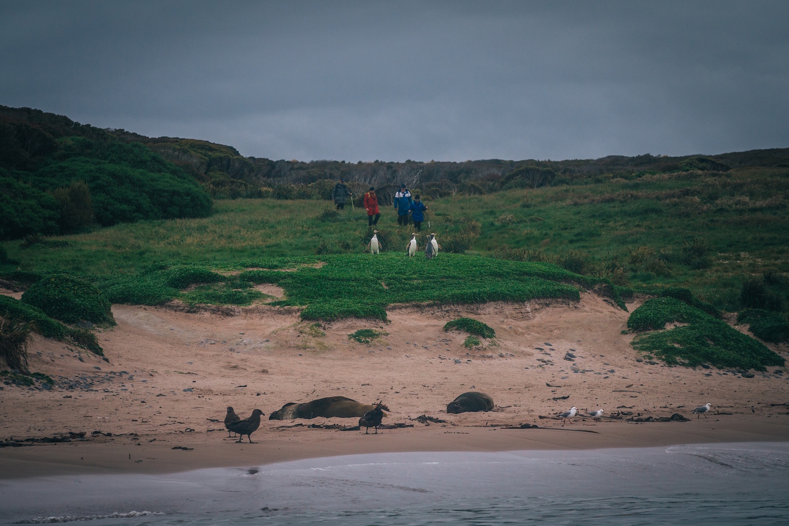 auckland islands travel