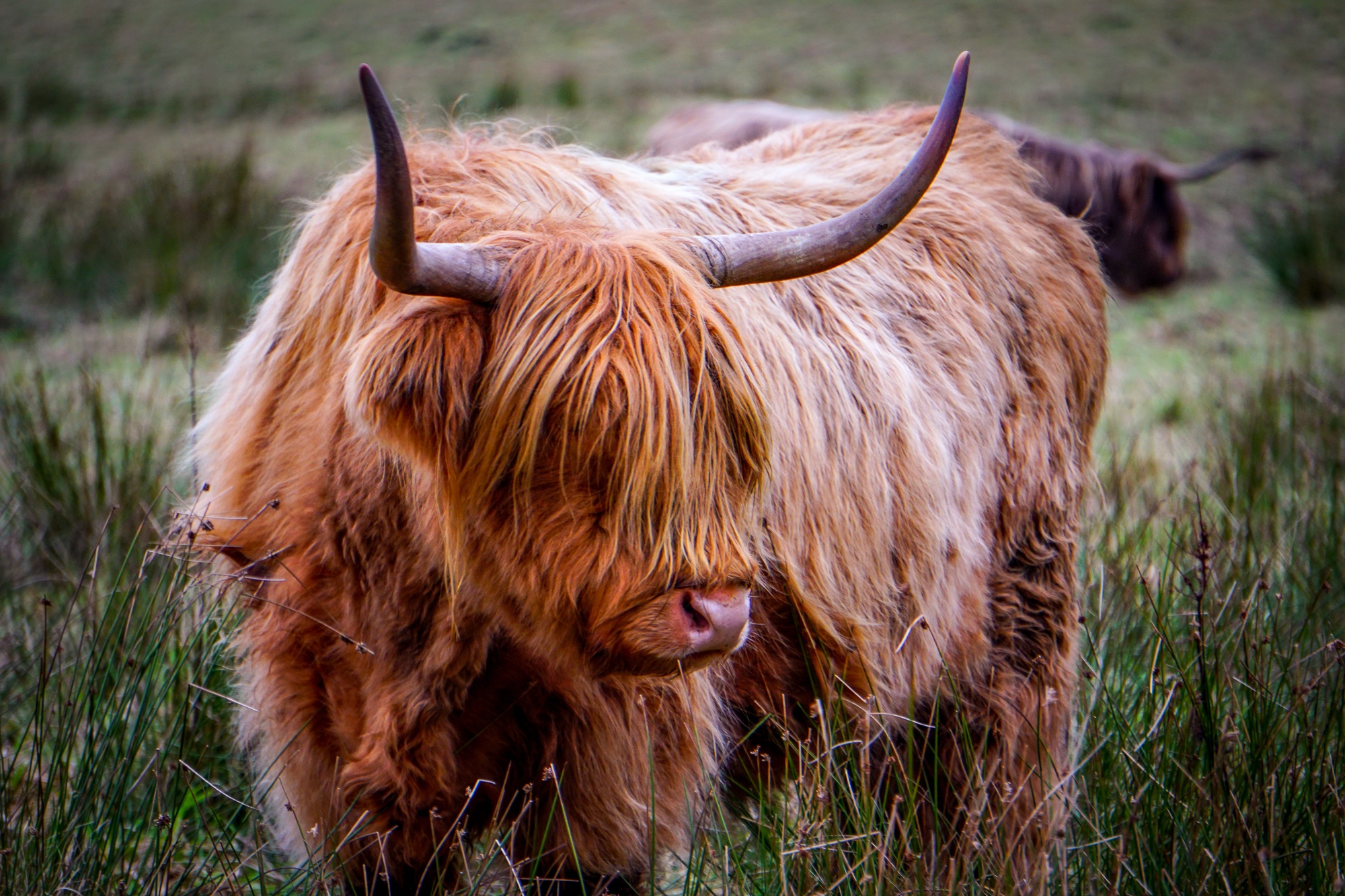 kiwi expat during covid19