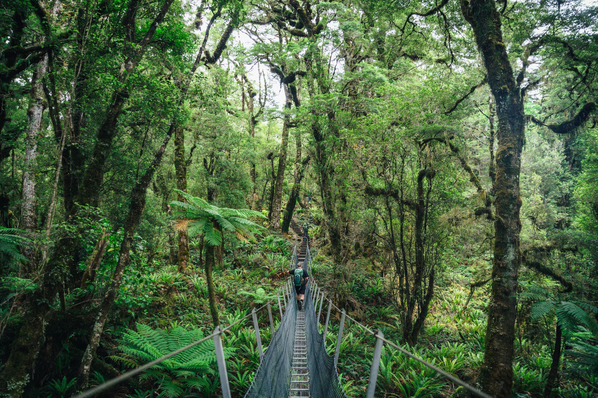 houseplants and design book