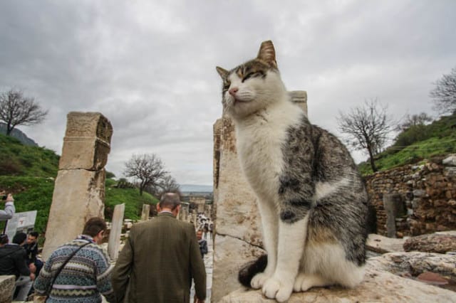 ephesus turkey ephesus turkey