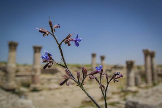 Jordan museum amman Jordan museum amman